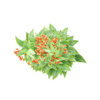 collection of Trailing lily creeper tree on transparent canvas from the top view png