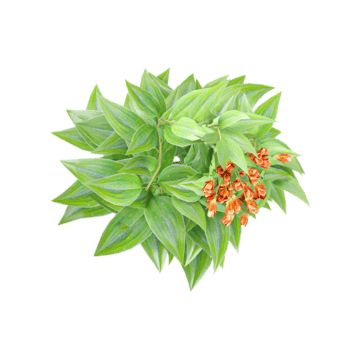 collection of Trailing lily creeper tree with realistic style from top view png