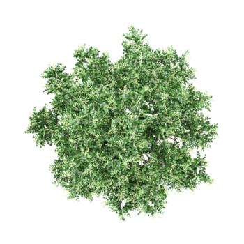 3D rendering of Tuckeroo tree on transparent background from the top view png