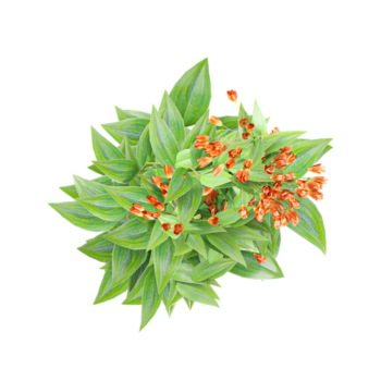 Green beautiful Trailing lily creeper tree isolated on Canvas from top view png