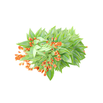 parte superior ver de arrastrando lirio enredadera árbol en transparente antecedentes png