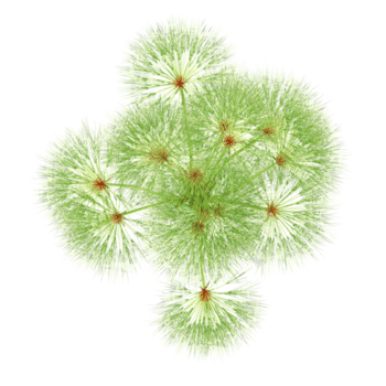 3D rendering of Dracaena tree on transparent background from the top view png