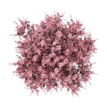 3D rendering of Japanese barberry tree on transparent background from the top view png