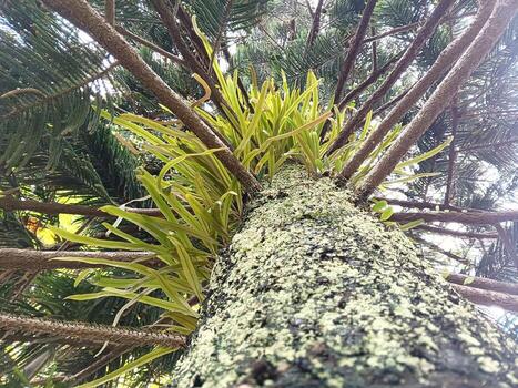 A unique low-angle view captures a tree trunk covered in lichen and a cluster of vibrant epiphytic plants. This image highlights the intricate symbiotic relationships and textures found in nature. photo