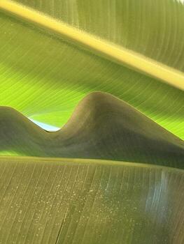 Banana leaves overlapping creating pattern with sunlight highlighting textures, suitable as background photo