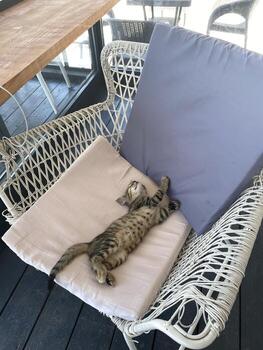 Tabby cat sleeping on cushions with wicker bench in sunlit outdoor setting, ideal as background photo