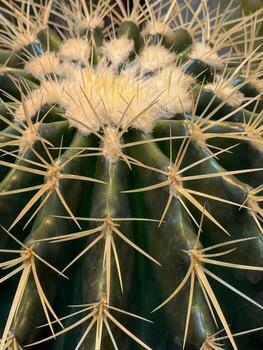 Close-up of a cactus showing sharp thorns and green ridges with intricate details, ideal for background photo