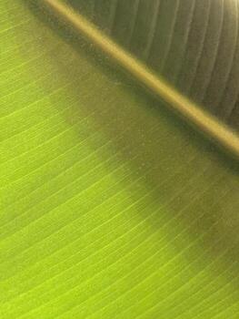 Closeup of vibrant green banana leaf with visible texture and veins, suitable as background photo