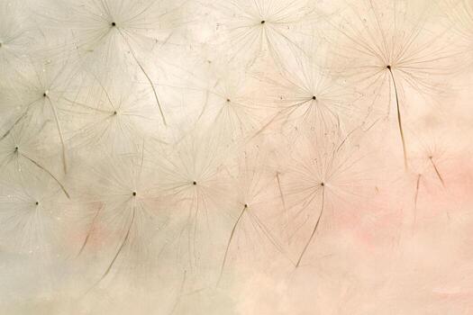 delicado diente de león semilla cabezas foto