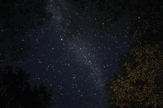 Milky Way through trees at night photo