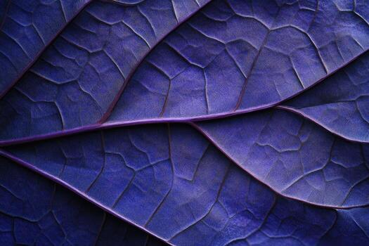 Close-up view of a deep purple leaf photo