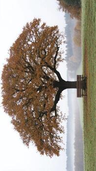 A majestic, broadleaf tree with autumnal foliage stands in a misty field, a wooden bench rests beneath its canopy photo