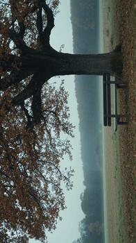 A solitary bench sits beneath a large, leaf-laden tree in a misty autumnal field, the scene extending to a hazy horizon photo
