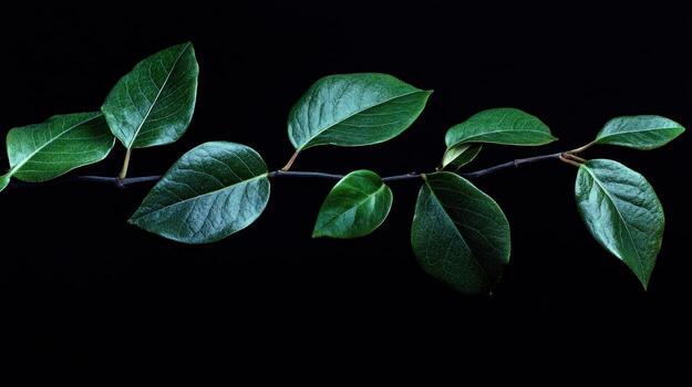 A slender, dark-brown branch with vibrant, deep-green leaves stretches horizontally against a stark black backdrop, showcasing the rich texture and subtle details of the foliage photo