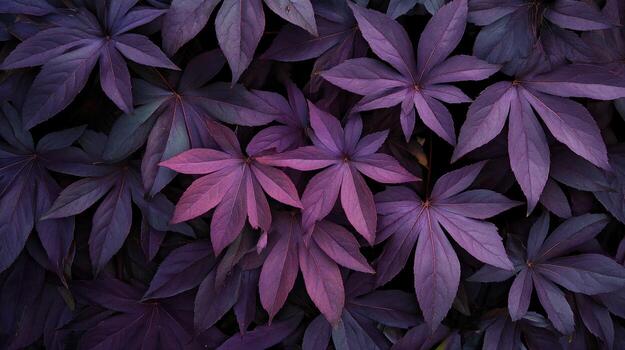 un denso formación de profundo púrpura hojas, variar en sombra y saturación, exhibiendo un palmeado venación patrón, creando un rico, texturizado fondo. el hojas superposición, oscureciendo ninguna antecedentes foto