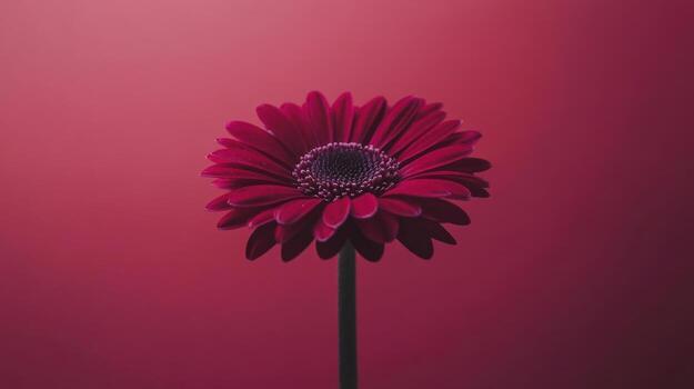 Vibrant crimson gerbera against a gradient backdrop photo