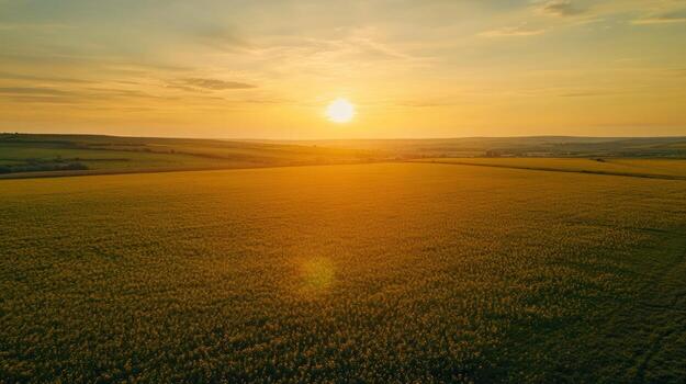 Golden sunset over a vast field photo