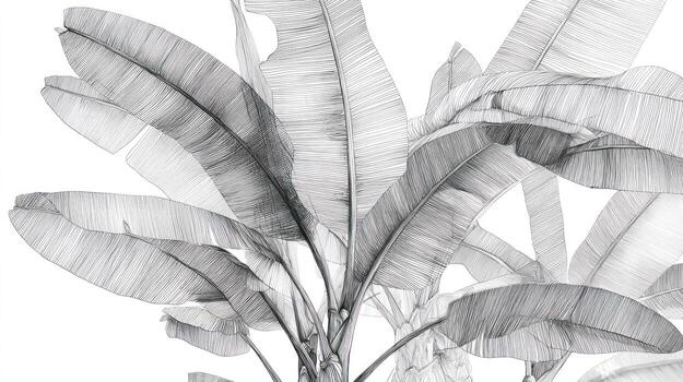 Detailed graphite-style sketch of banana leaves against a white backdrop photo
