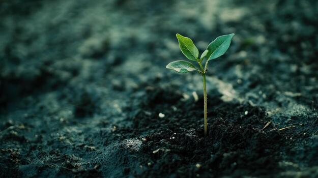 A tiny sprout emerging from dark soil photo