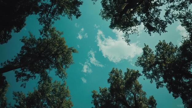 Looking up through leafy trees at a partly cloudy sky photo