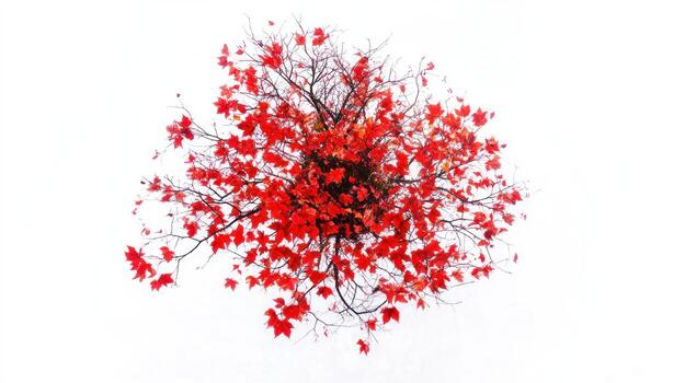 Overhead view of a vibrant autumnal tree photo