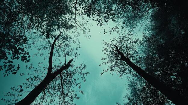 Dark forest canopy viewed from below photo