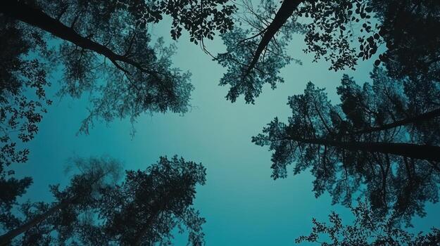 Looking up at trees in a forest at dusk photo