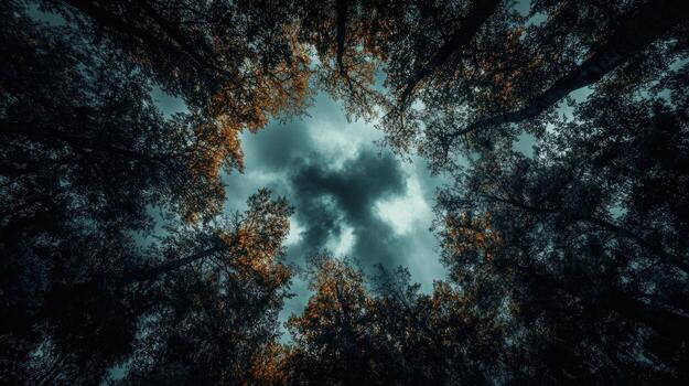 Forest canopy view looking up photo