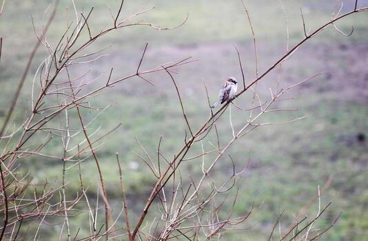 Sparrow bird on a bare tree branch. photo