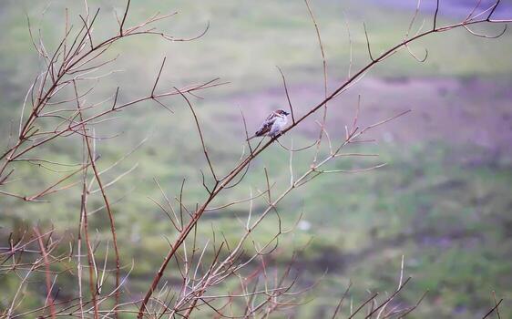 Close-up of sparrow bird on a bare tree branch. photo