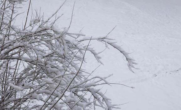 Frosted tree branches creating winter beauty photo
