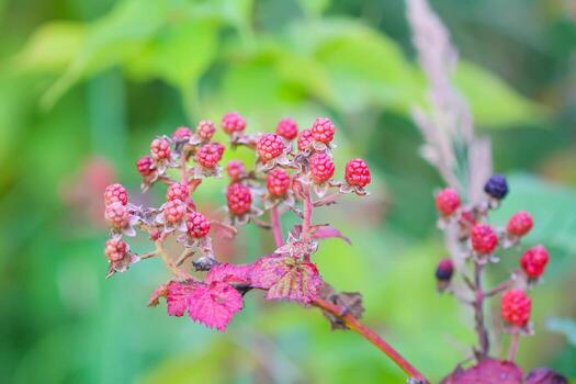 Macro of blackberry berries changing colors while ripening. photo