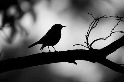 A black bird silhouette on a branch against a blurry, bright, and soft background photo