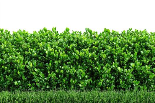 A dense, vibrant green hedge with grass at the base against a clean white background photo