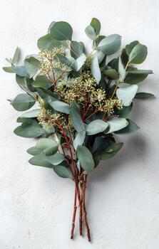 Close-up of eucalyptus bouquet with round leaves and tiny white flowers on a textured, white surface photo