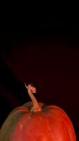de cerca vertical de un calabaza despacio giratorio en contra un rígido negro fondo, dramáticamente iluminado desde abajo con un amenazador naranja y rojo brillo, Perfecto para Víspera de Todos los Santos conceptos video