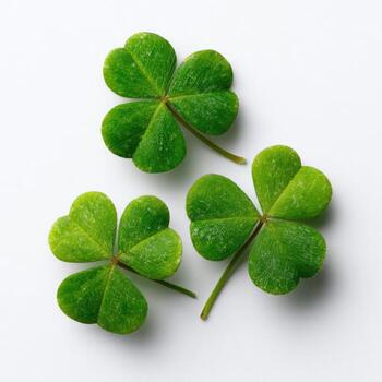 Three vibrant green clover leaves, each with three heart-shaped leaflets, resting on white photo