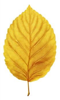 A close-up of a single, vibrant yellow leaf, showing intricate vein patterns and texture photo