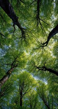 View of verdant treetops reaching towards a bright sky from a forest floor photo