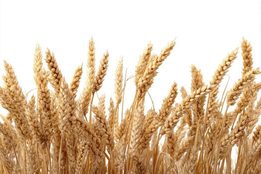Golden wheat heads, close-up, against a plain white background photo