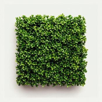 A square patch of dense green foliage against a plain white background, top view photo