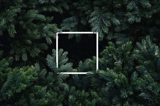 Dark evergreen forest canopy framed by a white square, creating a contrast photo