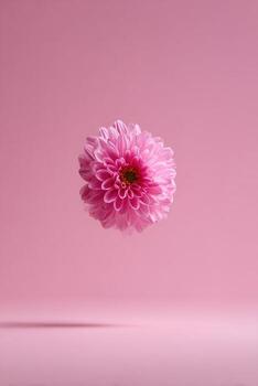A pink, spherical flower floats against a matching background, casting a soft shadow photo