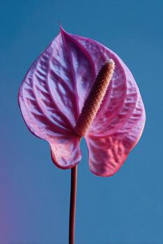 Elegant, single pink anthurium flower with spadix, set against a gradient blue background photo