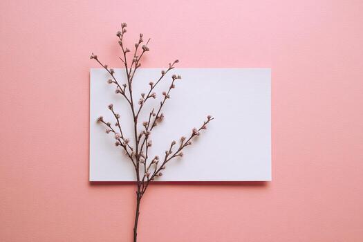 A sprig of budding twigs sits on a white rectangle, against a pink background photo
