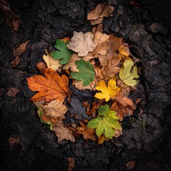 A cluster of colorful fallen leaves nestled within the dark, textured surface of a tree stump photo