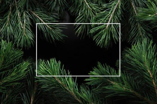Dark background framed by green pine needles, white rectangle in the center photo