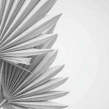 Close-up grayscale image showcasing a stylized palm frond with intricate details and texture photo
