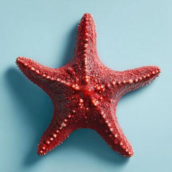 A vibrant, textured starfish with five arms lies on a solid, light-blue background photo