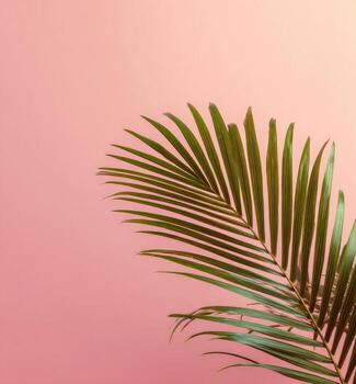 A single palm frond in green against a soft gradient of pink photo